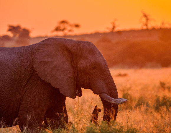 ✈️ SUDAFRICA AUTENTICO: Cape Town e safari nel Kruger