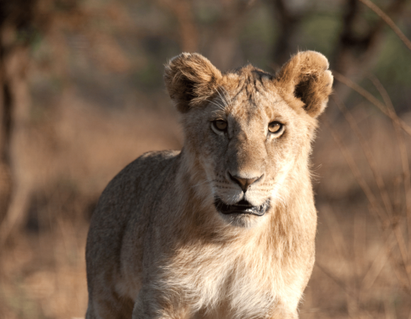 ✈️ TANZANIA: safari nel Serengeti