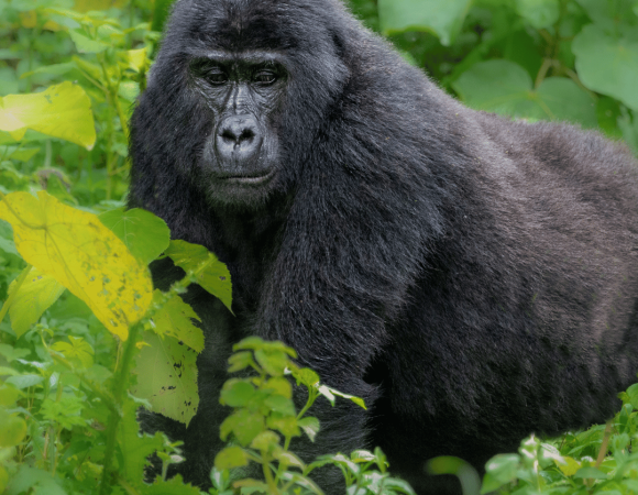 ✈️ WILDLIFE UGANDA: safari nei principali parchi nazionali