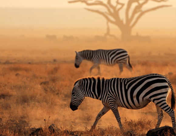 ✈️ KENYA - tra i safari dell'Africa più autentica