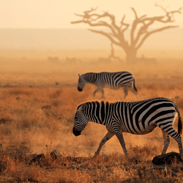 ✈️ KENYA - tra i safari dell'Africa più autentica
